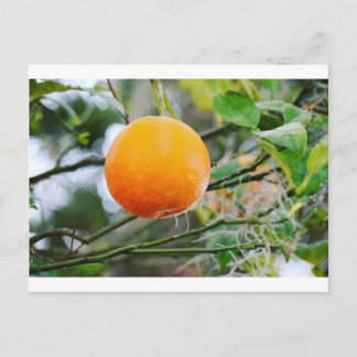 Florida Orange Post card