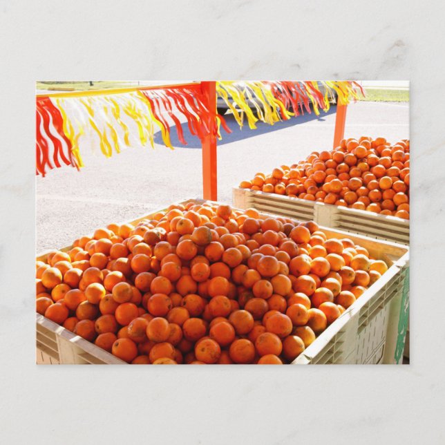 Florida Oranges Postcard (Front)