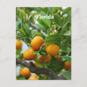 Florida Oranges Postcard