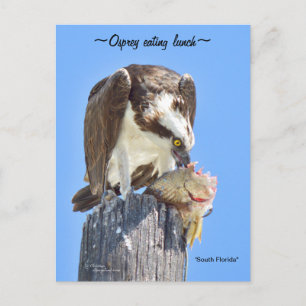 Florida Osprey hawk manger poisson Carte postale
