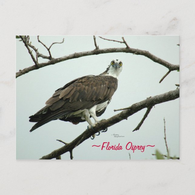Florida Osprey Postcard (Front)