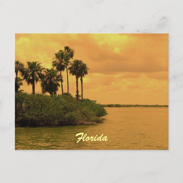 Florida Palm Tree Reverie Postcard (Front)