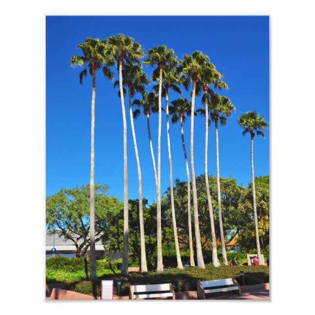 Florida Palm Trees Photo Print (Front)