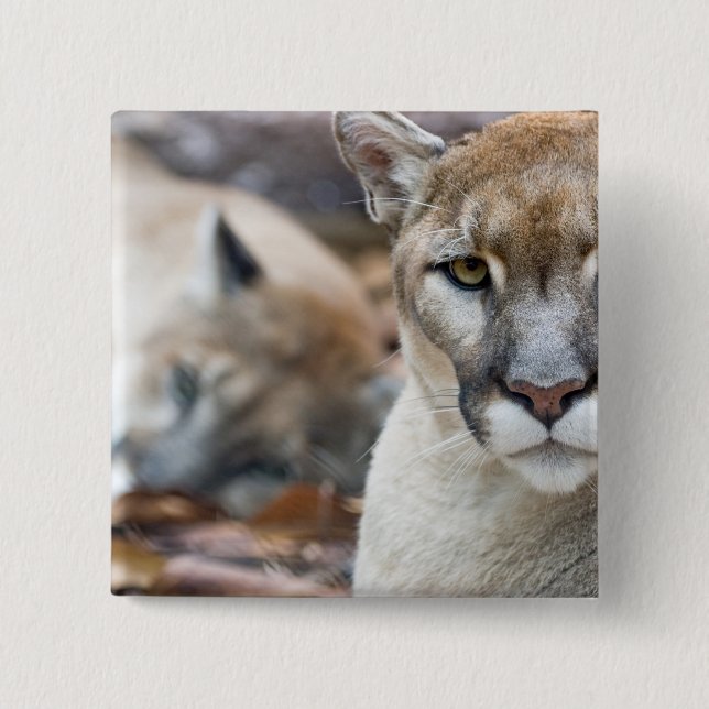 Florida Panther 2 Inch Square Button (Front)