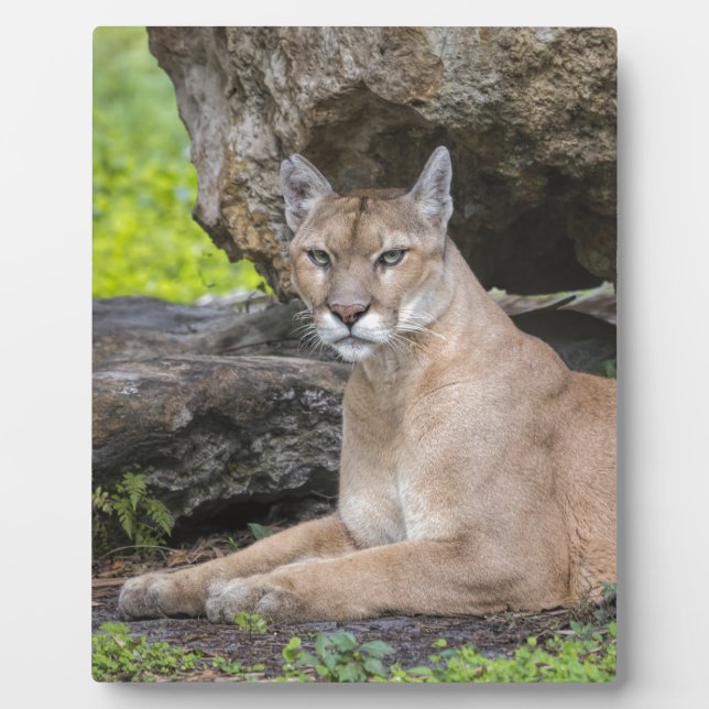 Florida Panther 8 x 10 with Easel Plaque (Front)