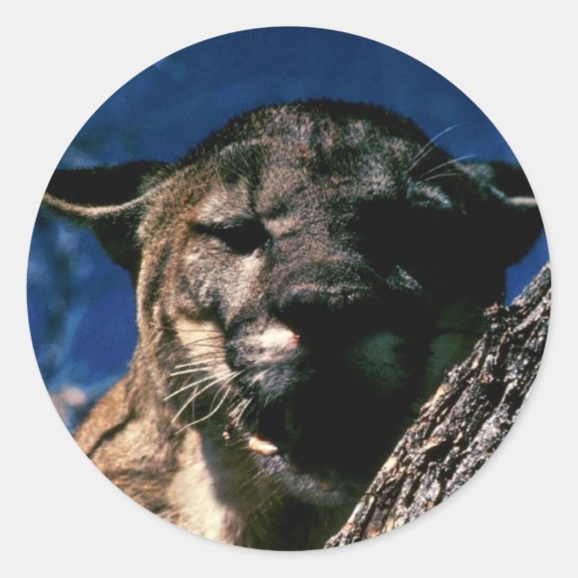 Florida Panther Classic Round Sticker (Front)