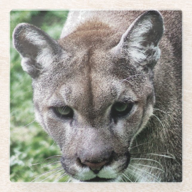 FLORIDA PANTHER- DRINK COASTERS (Front)