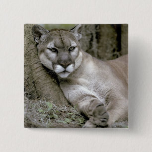 Florida panther, Felis concolor coryi, 2 Inch Square Button