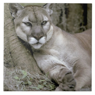 Florida panther, Felis concolor coryi, Tile