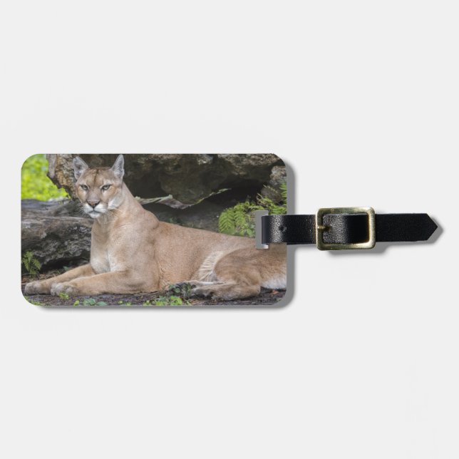 Florida Panther Luggage Tag (Front Horizontal)