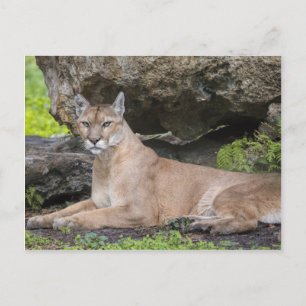Florida Panther Postcard