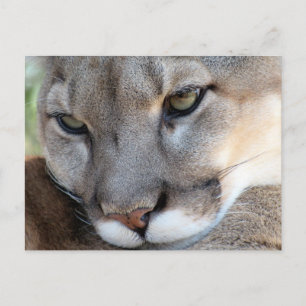 Florida Panther Postcard (4071)
