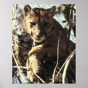 Florida Panther Poster