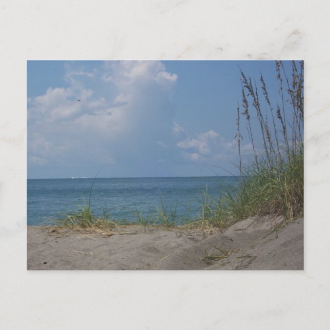 Florida Paradise Postcard (Front)