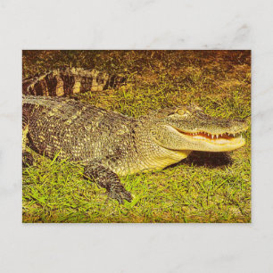 Florida Pet Postcard