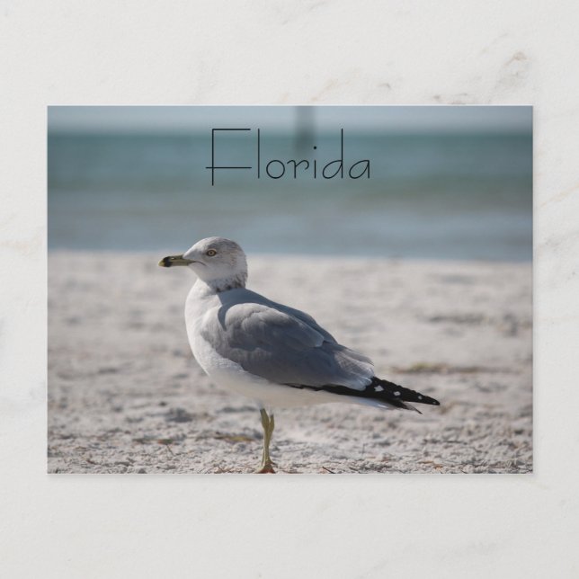 Florida Postcard (Front)
