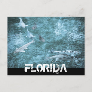 FLORIDA POSTCARD