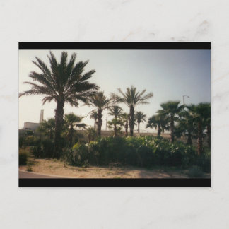 Florida Postcard