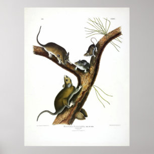 Florida Rat (Eastern Woodrat) by Audubon Poster