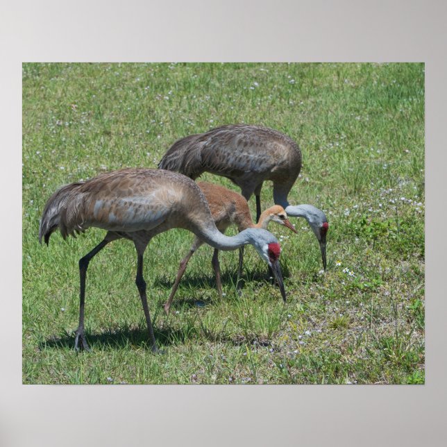 Florida Sandhill Cranes Walking In Green Field Poster (Front)