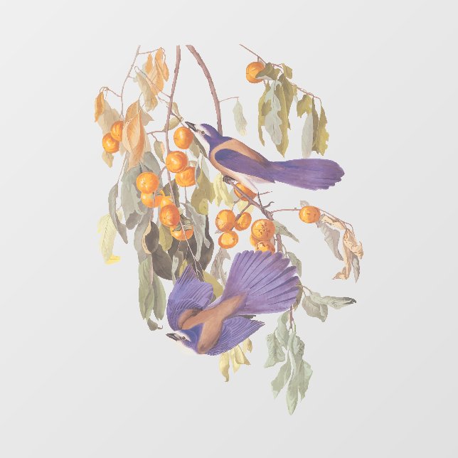 Florida Scrub Jay Audubon Bird Pair on Orange Tree Window Cling (Sheet)