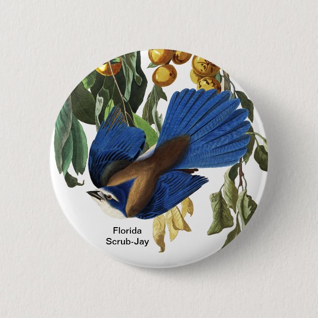 Florida Scrub-Jay, John James Audubon, Rare Bird, 2 Inch Round Button (Front)