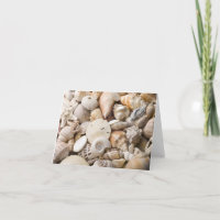 Florida Sea Shell Background - Beach Shells Custom