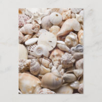 Florida Sea Shell Background - Beach Shells Custom