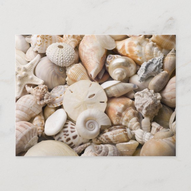 Florida Sea Shell Background - Beach Shells Custom Postcard (Front)