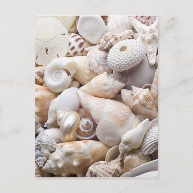 Florida Sea Shell Background - Beach Shells Custom Postcard (Front)