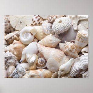 Florida Sea Shell Background - Beach Shells Custom Poster
