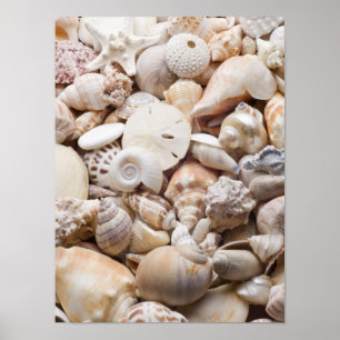 Florida Sea Shell Background - Beach Shells Custom Poster