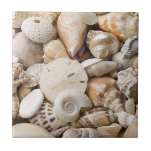 Florida Sea Shell Background - Beach Shells Custom Tile