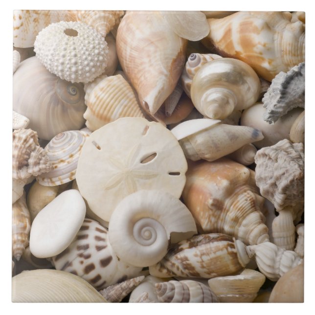 Florida Sea Shell Background - Beach Shells Custom Tile (Front)