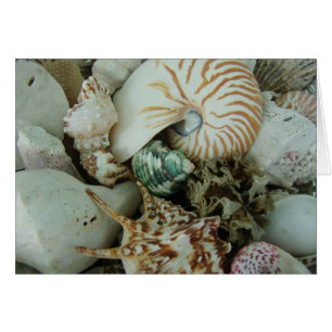 Florida Sea Shells
