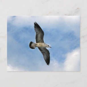 Florida seagull flying against blue sky postcard