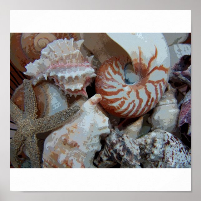 Florida Seashells Poster (Front)