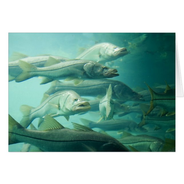 Florida Snook Card (Front Horizontal)