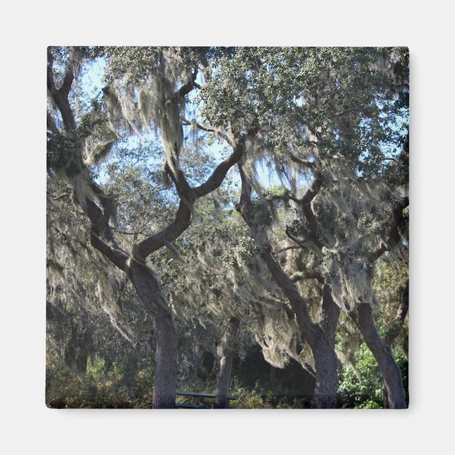 Florida Spanish Moss Magnet (Front)