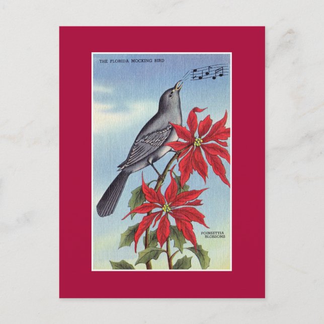 Florida state bird and flower (mockingbird) postcard (Front)