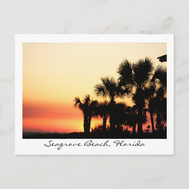 Florida Sunset Seagrove Beach Palm Trees Postcard (Front)