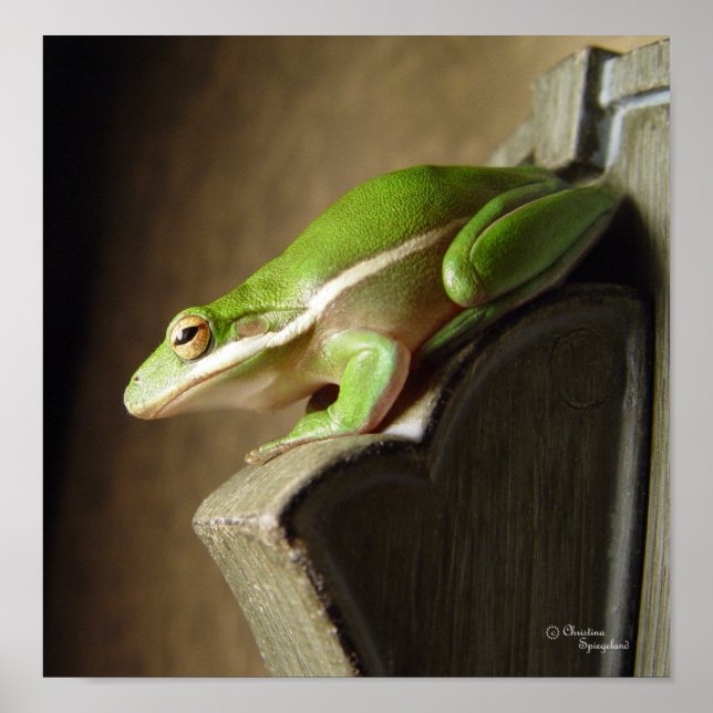 Florida Tree Frog Poster (Front)