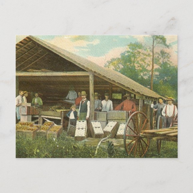 Florida Vintage Postcard, "Packing Oranges" Postcard (Front)