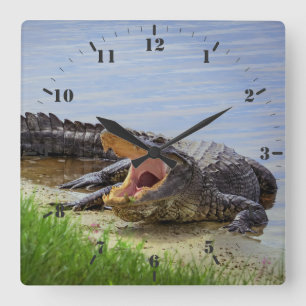 Florida wild alligator with open mouth  square wall clock