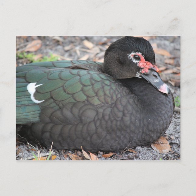 Florida wild life postcard (Front)
