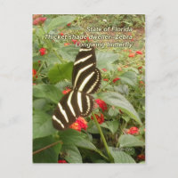 Florida Zebra Longwing Butterfly