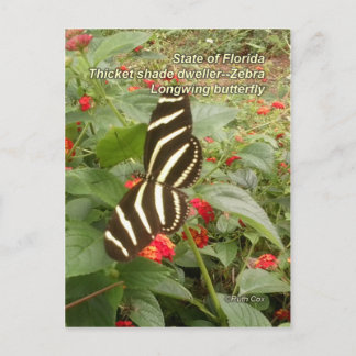 Florida Zebra Longwing Butterfly Postcard