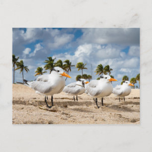Floride - Four Terns at a beach carte postale