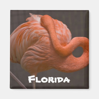 Floride Shy Flamant rose Magnet