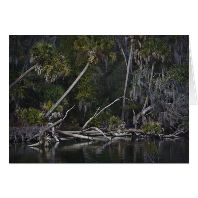 Floride tropicale (Devant Horizontal)